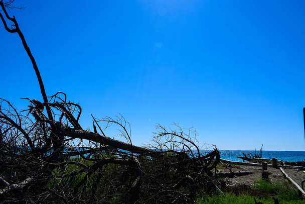 Bosque de pinos cerca de la playa con el mar un día soleado de verano en Marina di Cecina (Cecina Mare), Pinewood situado en Toscana, Italia - Foto, Imagen