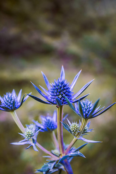 ładny niebieski purpurowy dziki kwiat, eryngium bourgatii, kwitnie latem w Palencia, Hiszpania. Fotografia makro. - Zdjęcie, obraz