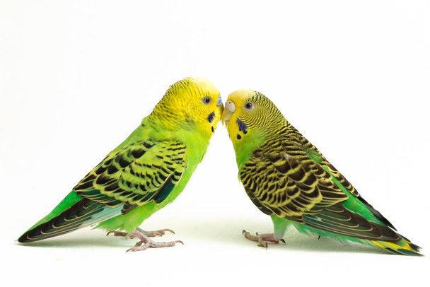 Ένα ζευγάρι παπαγαλάκια φιλιούνται απομονωμένα σε λευκό φόντο. - Φωτογραφία, εικόνα