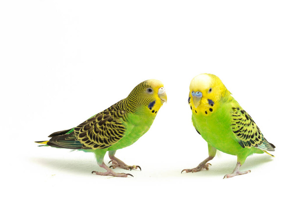 A pair of common parakeets is kissing isolated on white background - Photo, Image