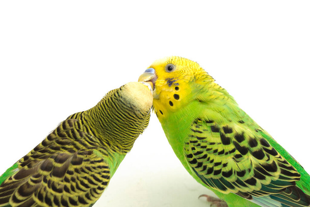 Para pospolitych papug całuje się na białym tle - Zdjęcie, obraz