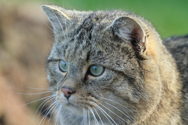 Gato salvaje europeo o gato del bosque
 - Foto, Imagen