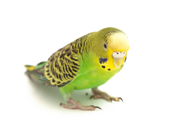 Крупним планом папуга Буджари ізольовані на білому тлі
 - Фото, зображення