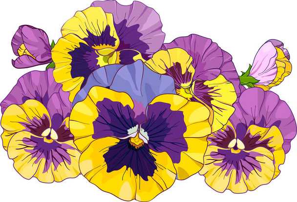 flower arrangement of pansies isolated on a white background. bouquets viola, yellow and purple flowers green leaves. Vector illustration - Wektor, obraz