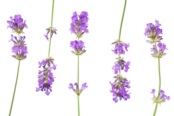 lavender flowers isolated on white background. top view - Zdjęcie, obraz