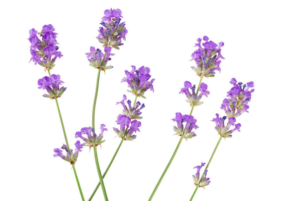 lavender flowers isolated on white background. top view - Photo, Image