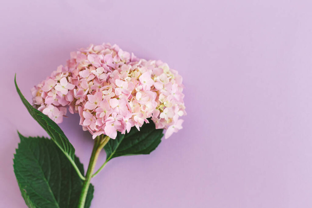 Amazing light pink Hydrangea flower on a violet pastel background.  Flat lay. Place for text. - Фото, изображение