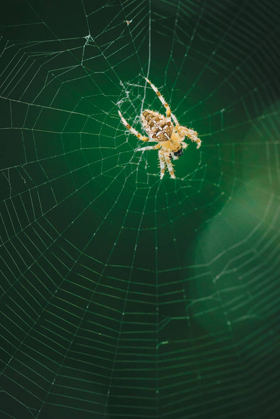 Aranha de jardim europeu (aranha cruzada, Araneus diadematus) sentado em uma teia de aranha, Close up macro shot
 - Foto, Imagem