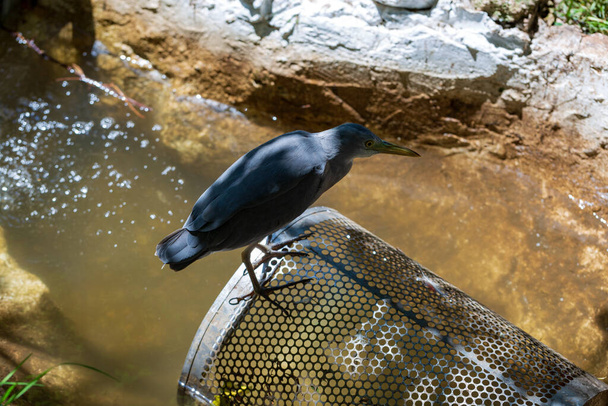 Экзотическая птица. Серая цапля (Ardea cinerea), сидящая у реки. - Фото, изображение