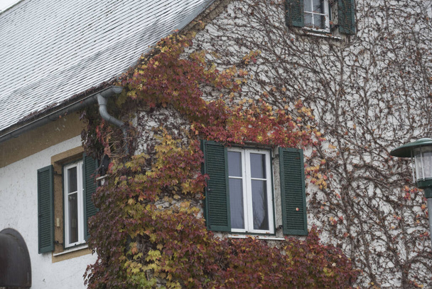 озеленення будинку, фасад будинку, покритий рослинами, червоне зелене жовте листя
 - Фото, зображення