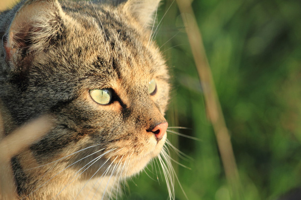 Gato salvaje europeo o gato del bosque
 - Foto, imagen