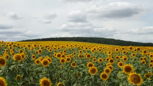 Sunflowers in summer field. Beautiful big yellow sunflower flowers sways in wind. Harvest. Moving across sunflower field. Countryside landscape. Freedom concept. - Footage, Video
