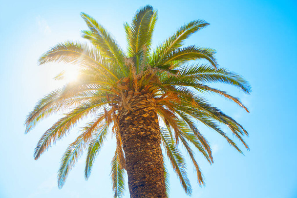 Sunshine Palm Tree. Sun shining in the palm branches  - 写真・画像