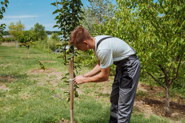A male farmer picks pears in the garden. Happy farmer picks ripe pears from the tree - Zdjęcie, obraz