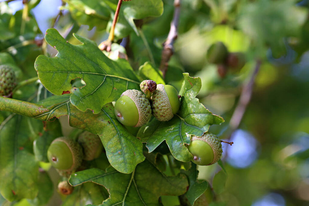 Oak branch with green leaves and acorns. - Photo, Image