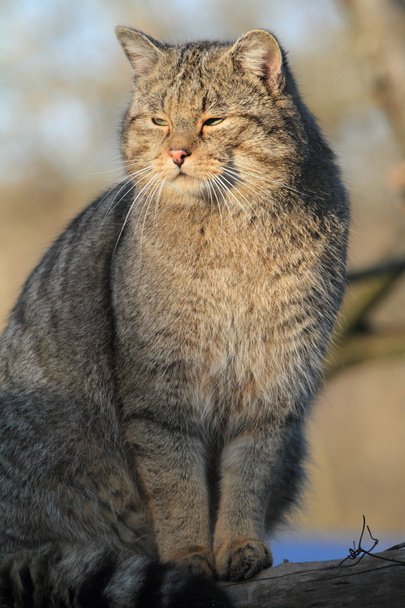 Европейская дикая кошка
 - Фото, изображение