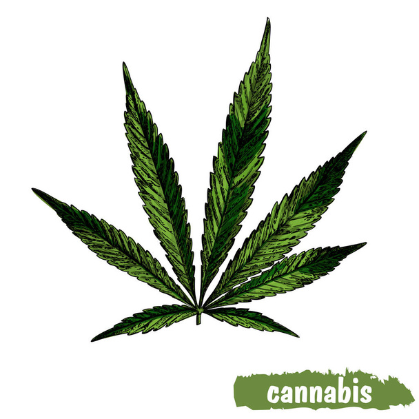 Illustrazione botanica vettoriale. Canapa. Uno schizzo realistico di Cannabis. Per il tuo design. - Vettoriali, immagini