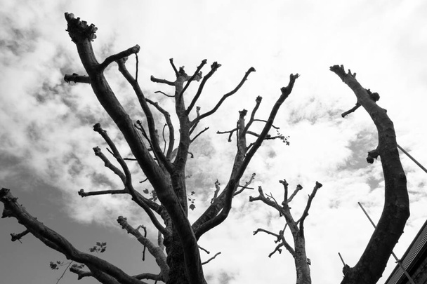 Ayaklı Ağaç - Fotoğraf, Görsel