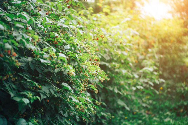 Framboesas maduras penduradas em um grande arbusto, comida vegetariana, comida orgânica, comida natural
. - Foto, Imagem