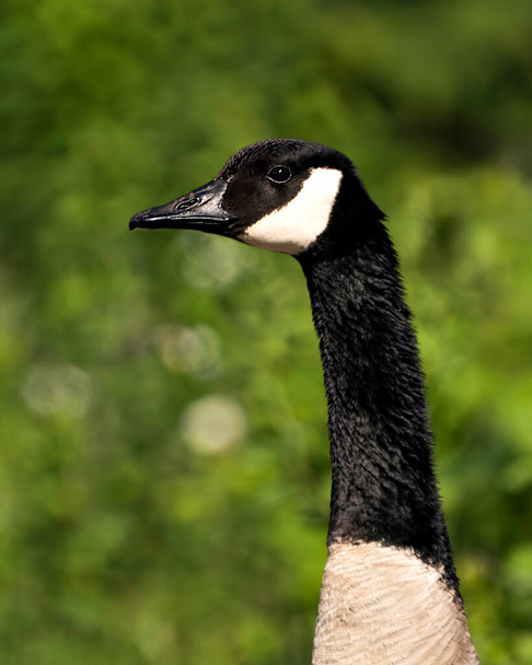 Canadian Geese head close-up profile view with a blur green background  in its habitat and environment, looking to the left side. Portrait. Image. Picture. Photo.  - Zdjęcie, obraz