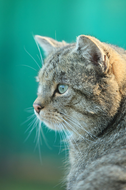 Gato salvaje europeo o gato del bosque
 - Foto, imagen