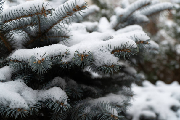 Picea pungens árbol de coníferas perenne. Abeto azul en el bosque, nieve esponjosa en las ramas de abeto. enfoque selectivo. Hermoso árbol de Navidad, el concepto de celebrar las fiestas de año nuevo
 - Foto, imagen