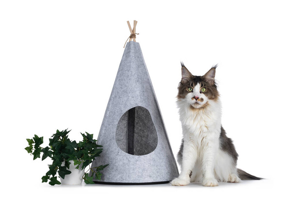 Handsome young adult Maine Coon cat, sitting beside grey tipi tent and plant. Looking towards camera with green eyes. Isolated on white background. - Photo, Image