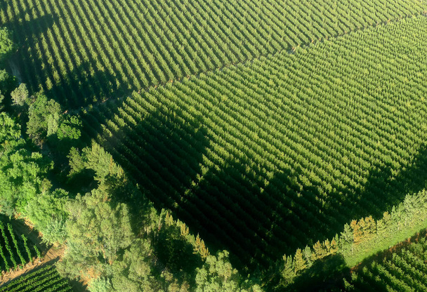 ステレンボッシュの有名なワインエリアの近くの春に緑のブドウ畑や木の空中写真 - 写真・画像