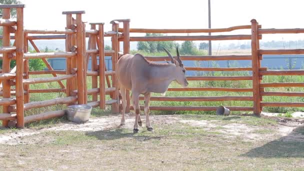 antelope in a zoo - Video, Çekim