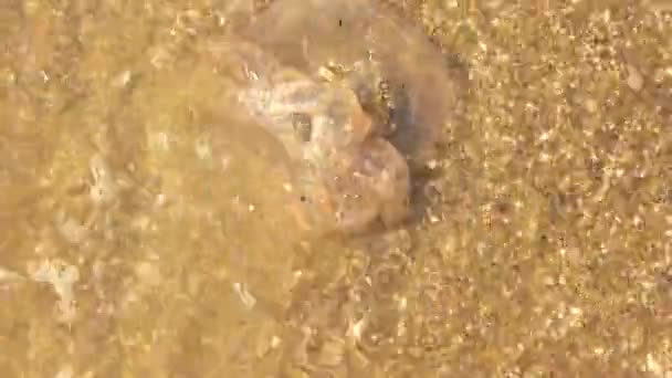 dead jellyfish in water jellyfish on the seashore - Felvétel, videó