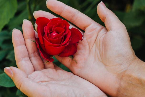 Das Konzept von Zärtlichkeit, Vertrauen, Leidenschaft, Freundlichkeit, Sicherheit. Eine scharlachrote Rose in den Händen einer Frau in Großaufnahme auf dem Hintergrund des Grüns im Garten mit verschwommenem Hintergrund. - Foto, Bild