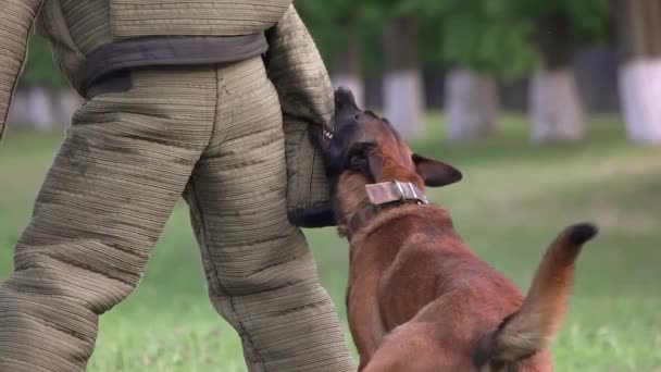 kutya fogak szakadás ruhák a figurák - Felvétel, videó