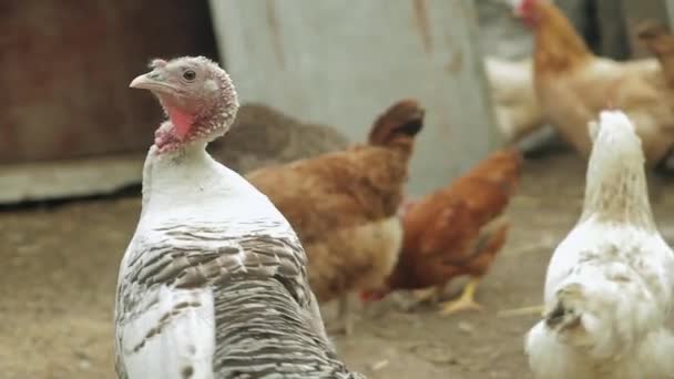 perus de pastoreio galinhas e galos
 - Filmagem, Vídeo