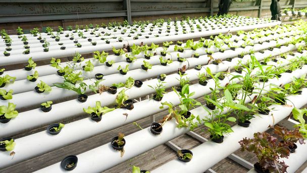 Hydroponischer Garten mit frischem Gemüse - Foto, Bild