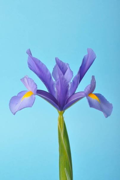 leaf iris in sword on a blue background - Foto, imagen