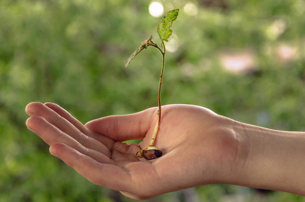 Ręce trzymające młode rośliny z glebą - Zdjęcie, obraz