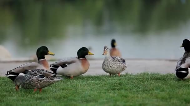 Patos salvajes pastando en la hierba
 - Metraje, vídeo