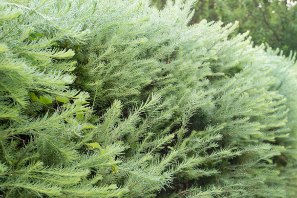 larch green hedge closeup selective focus - Photo, Image