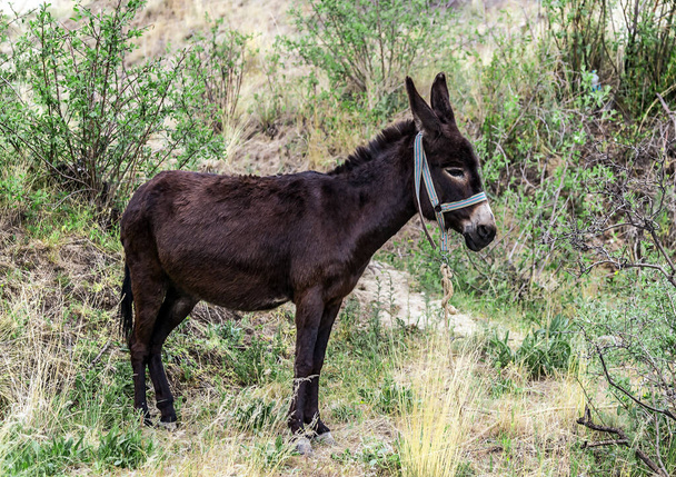 Portrait of a Ass small donkey on farm - 写真・画像