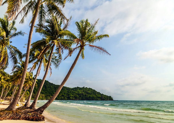 zonnige tropische strand achtergrond met palmbomen - Foto, afbeelding