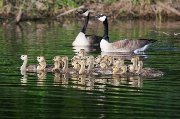Un grupo de goslings canadienses nadando juntos
 - Foto, Imagen