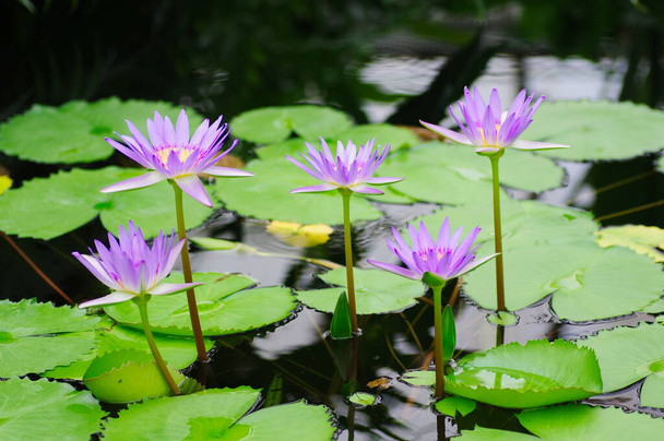 湖の紫色の睡蓮. - 写真・画像