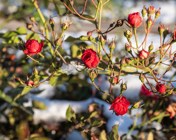 Μικρά κόκκινα μπουμπούκια τριαντάφυλλου σε ένα θάμνο στο φόντο του λευκού χιονιού. - Φωτογραφία, εικόνα