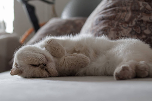A cute beige domestic cat is sleeping sweetly on a sofa amid pillows. - Photo, Image