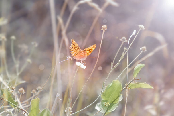 una hermosa mariposa en suave enfoque aterrizó en una flor de campo en colores pastel
. - Foto, Imagen