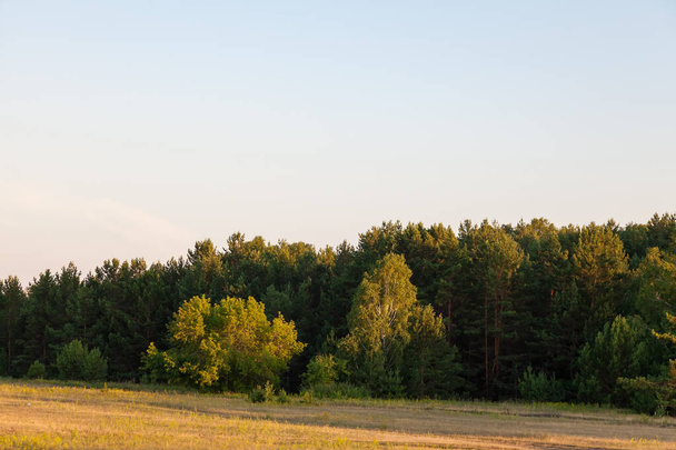 Green dense plantations of trees along a field with mowed grass against the background of a clear sky on a summer evening outside the city in the countryside. - Fotografie, Obrázek