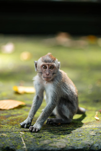 Mała makakowa małpka siedzi na meczetowych schodach świątyni. Las małp, Bali, Indonezja. - Zdjęcie, obraz