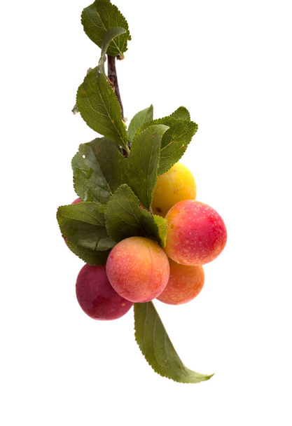 Small cherry plums, isolated on white background - Zdjęcie, obraz