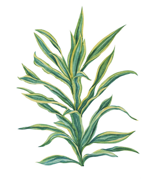Watercolour drawing of dracaena. Isolated on a white background.For design, decor, textiles, fashion, background, illustration. - Fotoğraf, Görsel