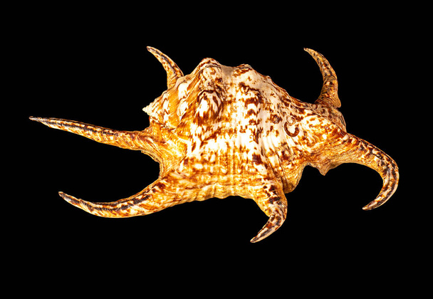 Muschel isoliert auf schwarzem Hintergrund. Lambis ist eine Gattung großer Meeresschnecken, die manchmal als Spinnenmuscheln bezeichnet werden, Meeresschnecken aus der Familie der Strombidae. - Foto, Bild